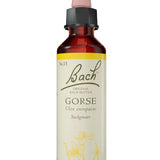 Original Bach®-Blüte Nr. 13 Gorse – Stechginster