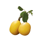 Marula Öl Bio – Bild 1