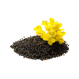 Rapsöl PREMIUM Bio – Bild 1