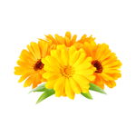 Ringelblumenöl Bio – Bild 1