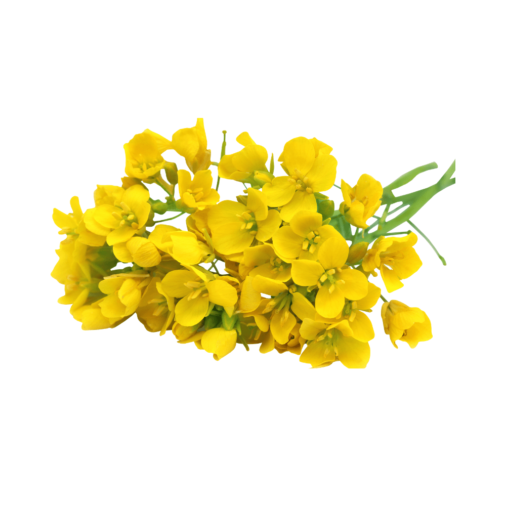 Senföl PREMIUM Bio – Bild 1