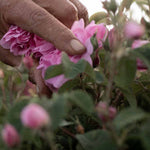 Rosen Tagescreme – Bild 4