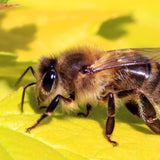 APIS MELLIFICA GRÁNULOS LM 6 - LM 30