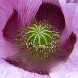 Mohnöl PREMIUM Bio – Bild 2