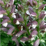 Acanthus balcanicus - Globuli